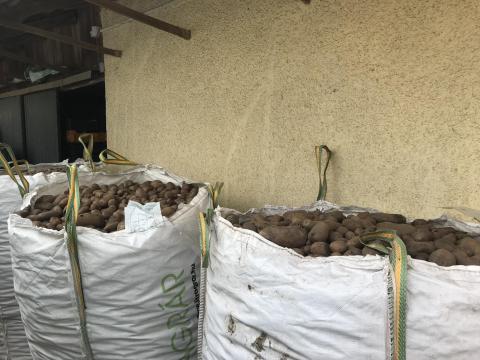 Takarmány burgonya eladó Takarmány burgonya eladó