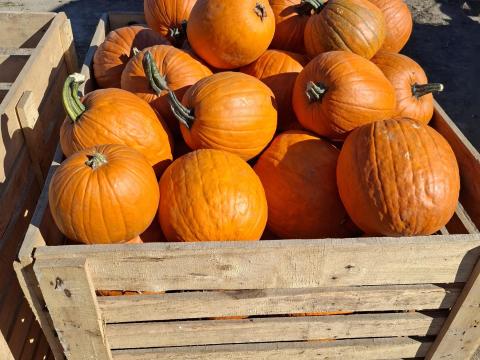 Halloween tök eladó Dunatetétlenről Halloween tök eladó Dunatetétlenről