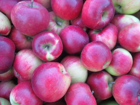 Étkezési Gála és Pinova alma eladó Étkezési Gála és Pinova alma eladó