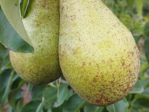 Xénia körte Xénia körte