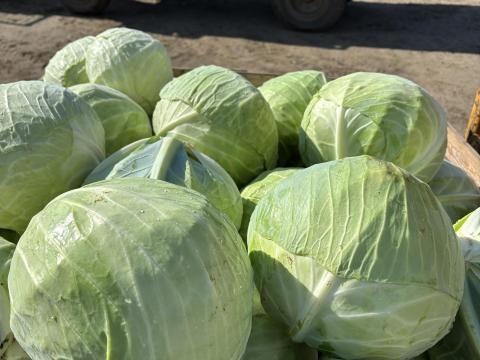 Eladó friss fejes káposzta, igény szerint gyalulva is Eladó friss fejes káposzta, igény szerint gyalulva is