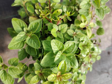 Cserepes fűszernövények őszi beültetésre, (oregano, kakukkfű, mezei kakukkfű, orvosi zsálya, lestyán-vegteat mövény, rebarbara, menta citromfű, tárkony, évelő rukkola) ) Cserepes fűszernövények őszi beültetésre, (oregano, kakukkfű, mezei kakukkfű, orvosi zsálya, lestyán-vegteat mövény, rebarbara, menta citromfű, tárkony, évelő rukkola) )