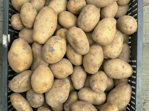 Sárga burgonya eladó őstermelőtől