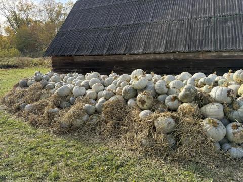 Nagydobosi sütőtök „Téli Parázs” eladó Sonkádon Nagydobosi sütőtök „Téli Parázs” eladó Sonkádon