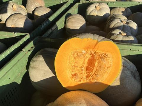 Nagydobosi sütőtök, válogatott I. osztályú – prémium minőség Nyírparasznyáról