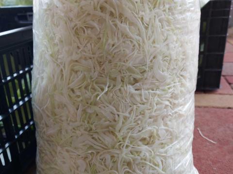 Gyalult káposzta eladó