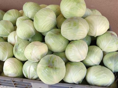 Pultos méretű fejeskáposzta