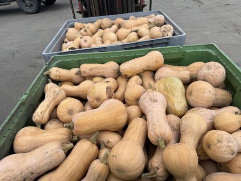 Sütőtök eladó nagy tételben, Orange és Butterfly fajta Sütőtök eladó nagy tételben, Orange és Butterfly fajta