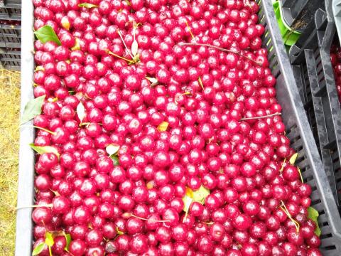 Fagyasztott magozott meggy eladó termelőtől Fagyasztott magozott meggy eladó termelőtől