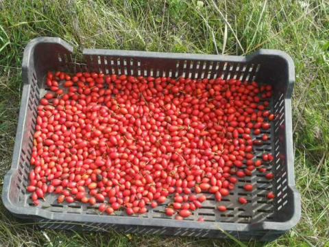 Csipkebogyó kapható - kis és nagy tételben Csipkebogyó kapható - kis és nagy tételben