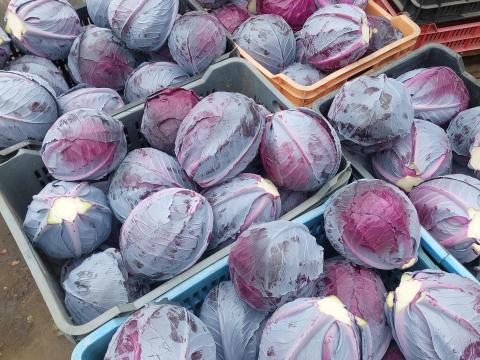 Vörös káposzta Vörös káposzta