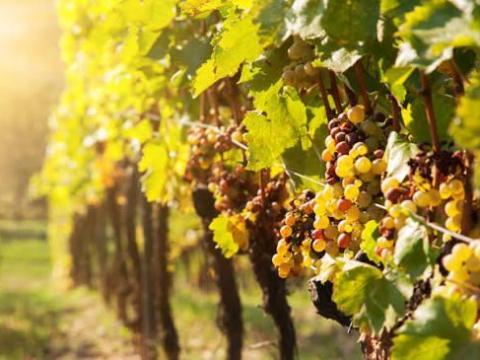 Kései szüretelésű Furmint eladó Mádon Kései szüretelésű Furmint eladó Mádon