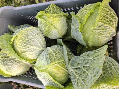 Kelkáposzta, fejeskáposzta eladó Kelkáposzta, fejeskáposzta eladó