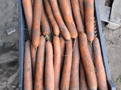 Sárgarépa eladó Sárgarépa eladó