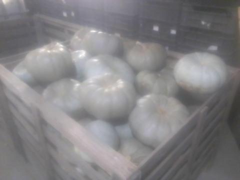 Nagydobosi sütőtök eladó Nagydobosi sütőtök eladó