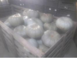 Nagydobosi sütőtök eladó