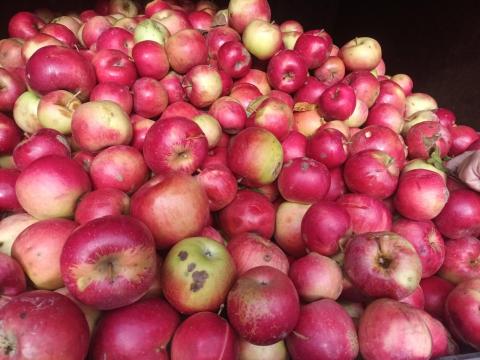 Alma cefrének eladó Alma cefrének eladó