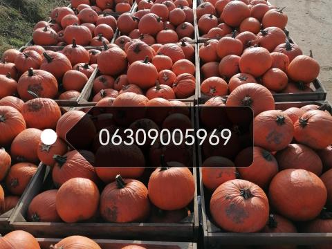 Takarmány tök Takarmány tök