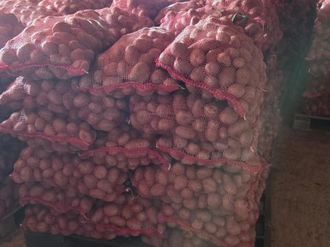 Desiree burgonya nagy tételben eladó Desiree burgonya nagy tételben eladó