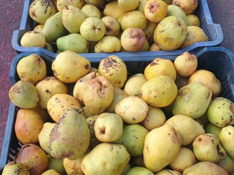 Körte, Kiffer lének-darálva vagy egészben Körte, Kiffer lének-darálva vagy egészben