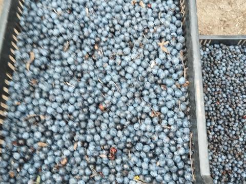 Kökény és galagonya eladó Kökény és galagonya eladó