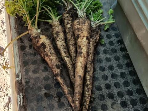 Petrezselyemgyökér eladó Petrezselyemgyökér eladó