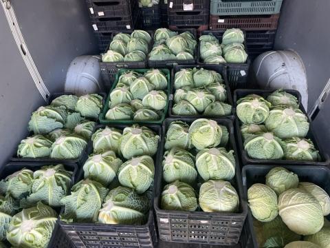 Eladó Princonia kelkáposzta Eladó Princonia kelkáposzta