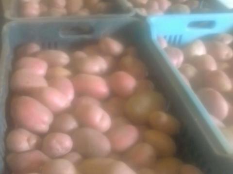 Fabiola burgonya eladó