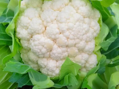 Karfiol és lapos káposzta eladó