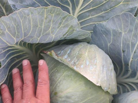 Strukta kerek káposzta Strukta kerek káposzta