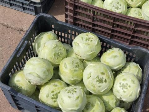 Kossak karalàbé eladó Kossak karalàbé eladó