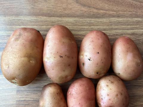 Corazon UT1 vetőburgonya eladó Corazon UT1 vetőburgonya eladó