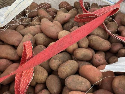 Memphis étkezési burgonya 50 Ft/kg Memphis étkezési burgonya 50 Ft/kg