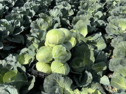 Fejes káposzta, lila káposzta és kelkáposzta eladó Fejes káposzta, lila káposzta és kelkáposzta eladó