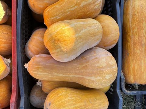 Piacképes sütőtök minimális száraz hibával áron alul eladó Piacképes sütőtök minimális száraz hibával áron alul eladó