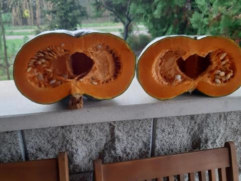 Sütőtök eladó Nagydobosi termelőtől Debrecen közelében Sütőtök eladó Nagydobosi termelőtől Debrecen közelében