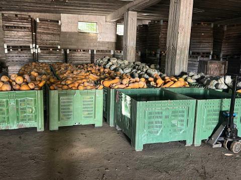 Orange , Sampson sütőtök eladó ! Orange , Sampson sütőtök eladó !