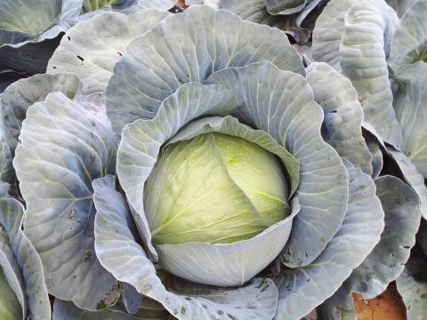 Fejes káposzta eladó Fejes káposzta eladó