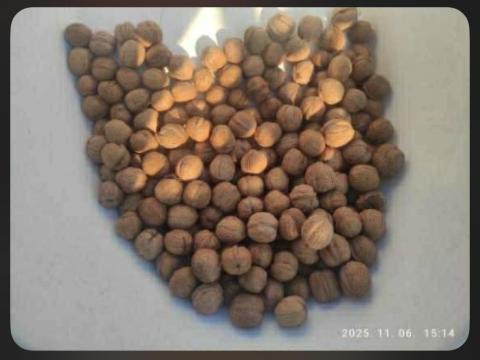 Milotai M10 idei, szárított héjas dió Milotai M10 idei, szárított héjas dió