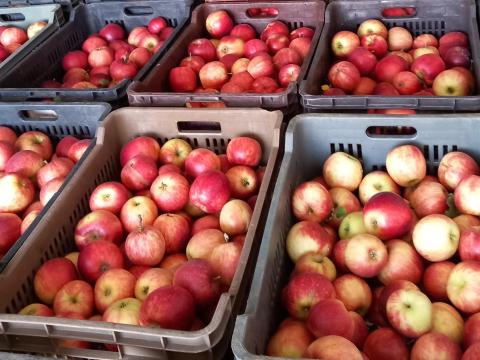 Mézédes téli Jonaweld és téli Redrom alma eladó Mézédes téli Jonaweld és téli Redrom alma eladó