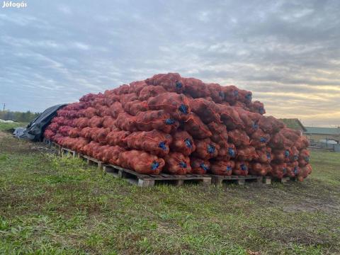 Gömbölyű Cékla Eladó Gömbölyű Cékla Eladó