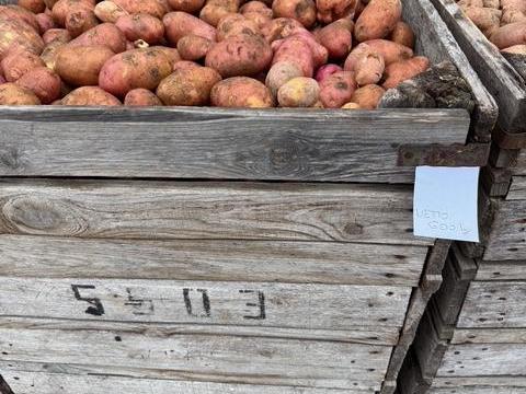 Burgonya II.oszt. Red Scarlett eladó Mórahalmon