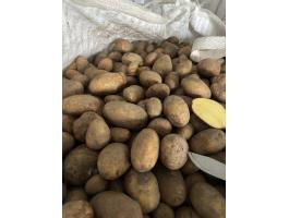 Burgonya eladó