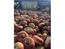 Tarlórépa, kerekrépa eladó nagy mennyiségben