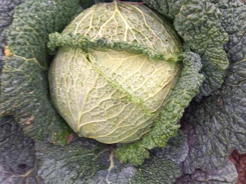 Lila káposzta és kelkáposzta eladó