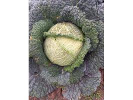 Lila káposzta és kelkáposzta eladó