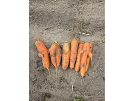 Takarmány sárgarépa eladó nagy mennyiségben, ipari és állati felhasználásra