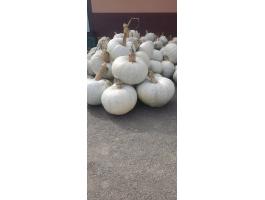 Sütőtök eladó, kis és nagy tételben