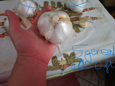 Elefánt fokhagyma eladó