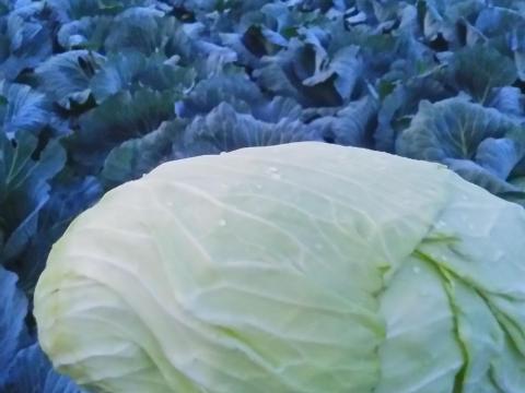 Frissen gyalult káposzta eladó